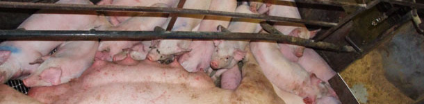 To date, genomics had very little impact on commercial production