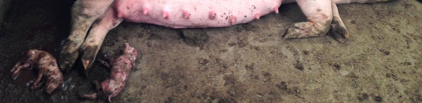 Premature farrrowings in the pens for the group-housing of the pregnant sows.