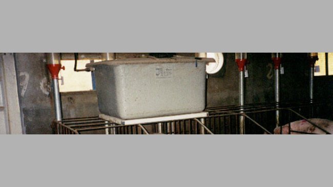 An alternative is to place a tank, as if it was cistern, above each line of gestation crates