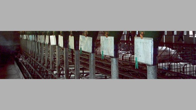 Each batch of sows is identified with a different colour 2