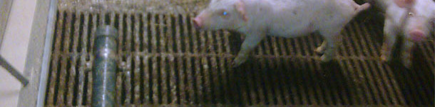 PVC pipe for avoiding defecations in the trough