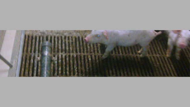 PVC pipe for avoiding defecations in the trough