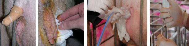 Careful cleaning of the perineum of the recipient sow and insertion of the catheter and the embryos
