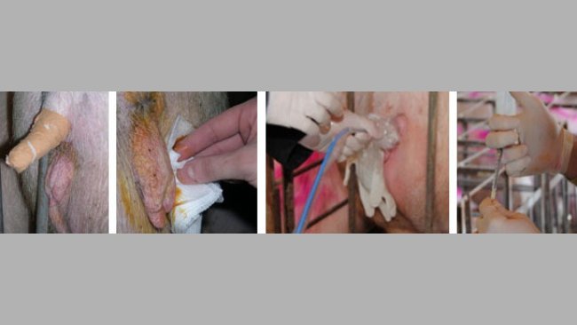 Careful cleaning of the perineum of the recipient sow and insertion of the catheter and the embryos