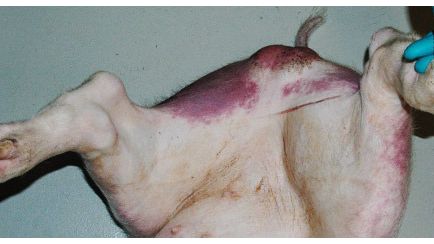 Reddening and cyanosis in hind legs