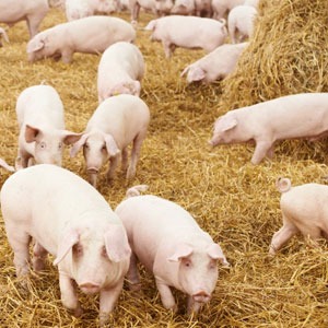 Pigs-in-loose-straw-housing