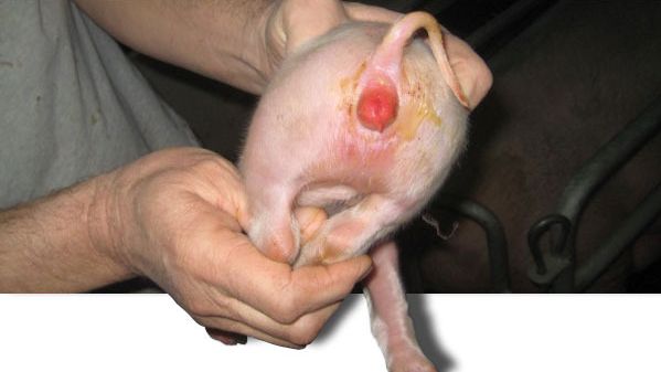 Typical vulvar reddening caused by zearalenone during lactation and very obvious diarrhoea caused by coliforms