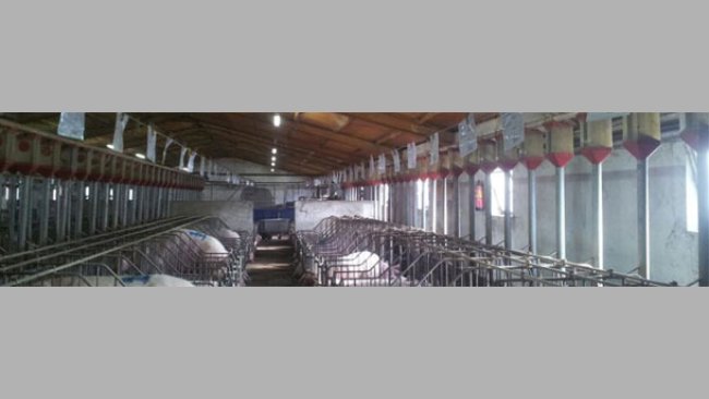 Non-productive days (2/2): €16,000 hidden in the gestation