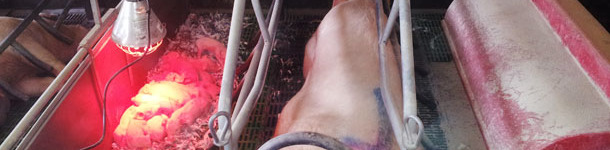 Obtaining foster sows for the adoptions 2