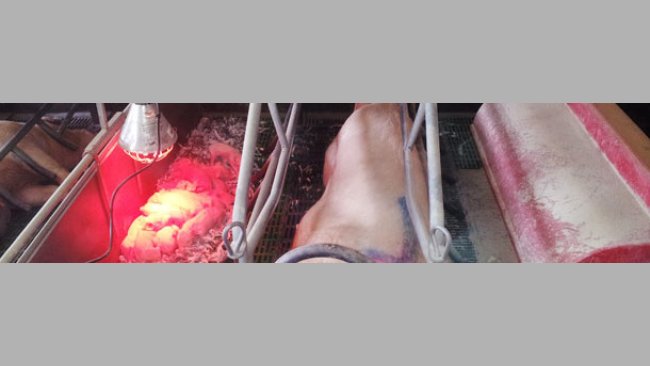 Obtaining foster sows for the adoptions 2