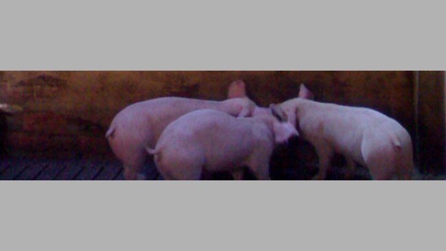 Improving the environmental conditions in the fattening quarters