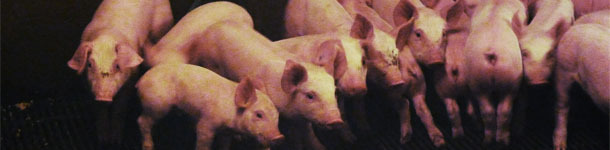 Heterogeneity of piglets at weaning