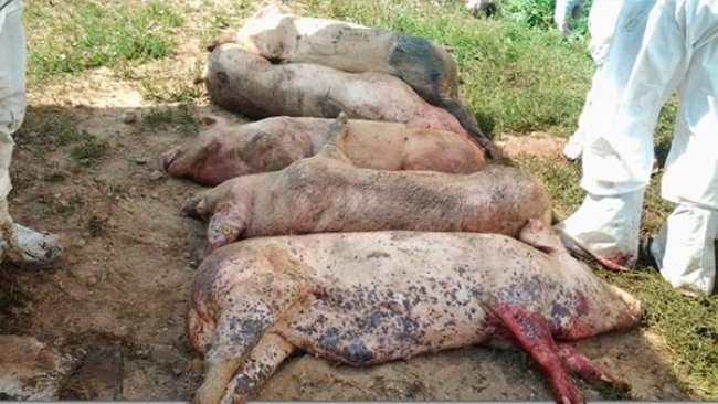 Carcasses of pigs infected with ASFV