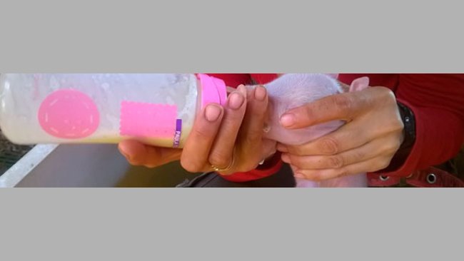 To feed the colostrum