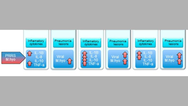 Proinflammatory cytokine levels and lung injury in pigs infected with PRRSv and M. hyopneumoniae
