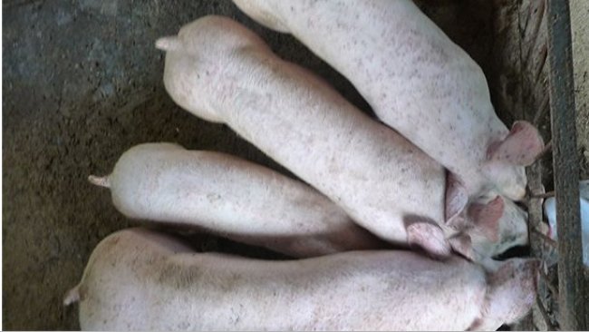 It is usual to find pigs with heterogeneous weights in farms affected by PCV2-SD and PCV2-SI