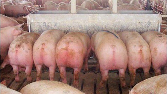 Twelve ‘hole’ 2.13 m (84 in) long double-sided feeder with marked pig (almost 136 kg (300 lb)) destined for removal and sale immediately after the picture was taken.