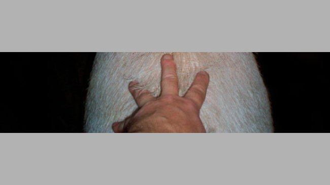 Stimulation of the sow