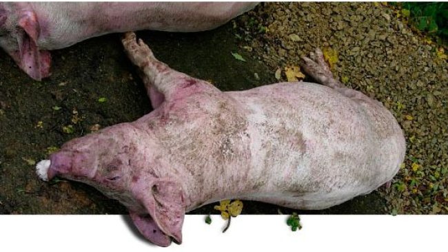Dead pigs necropsied in the farm at the 1st visit