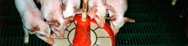 The use of wet or semi-moist feed favours early days feed intake and adaptation to solid feed