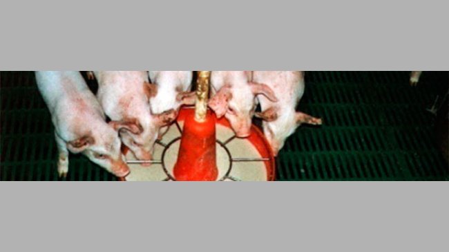 The use of wet or semi-moist feed favours early days feed intake and adaptation to solid feed