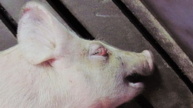 Five week-old weaner pig with recumbency and eyelid oedema.
