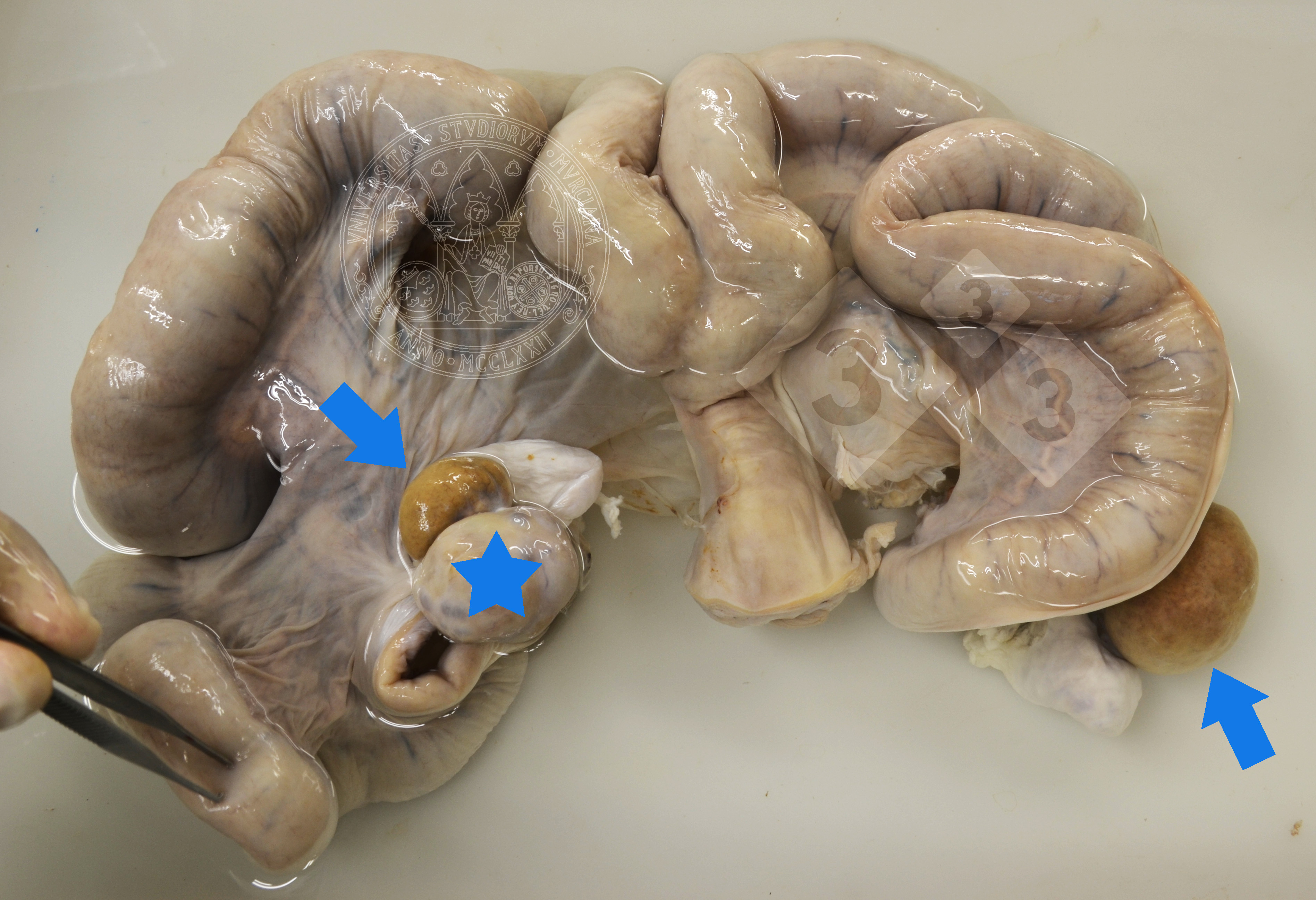 Bilateral hermaphroditism in the sow images - 02-Dec-2022 - pig333, pig to  pork community