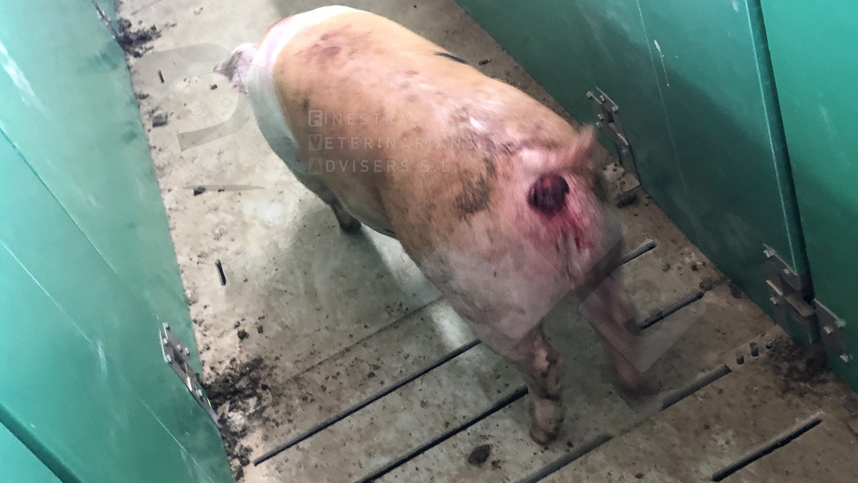 Rectal prolapse images - 04-Sep-2020 - pig333, pig to pork community