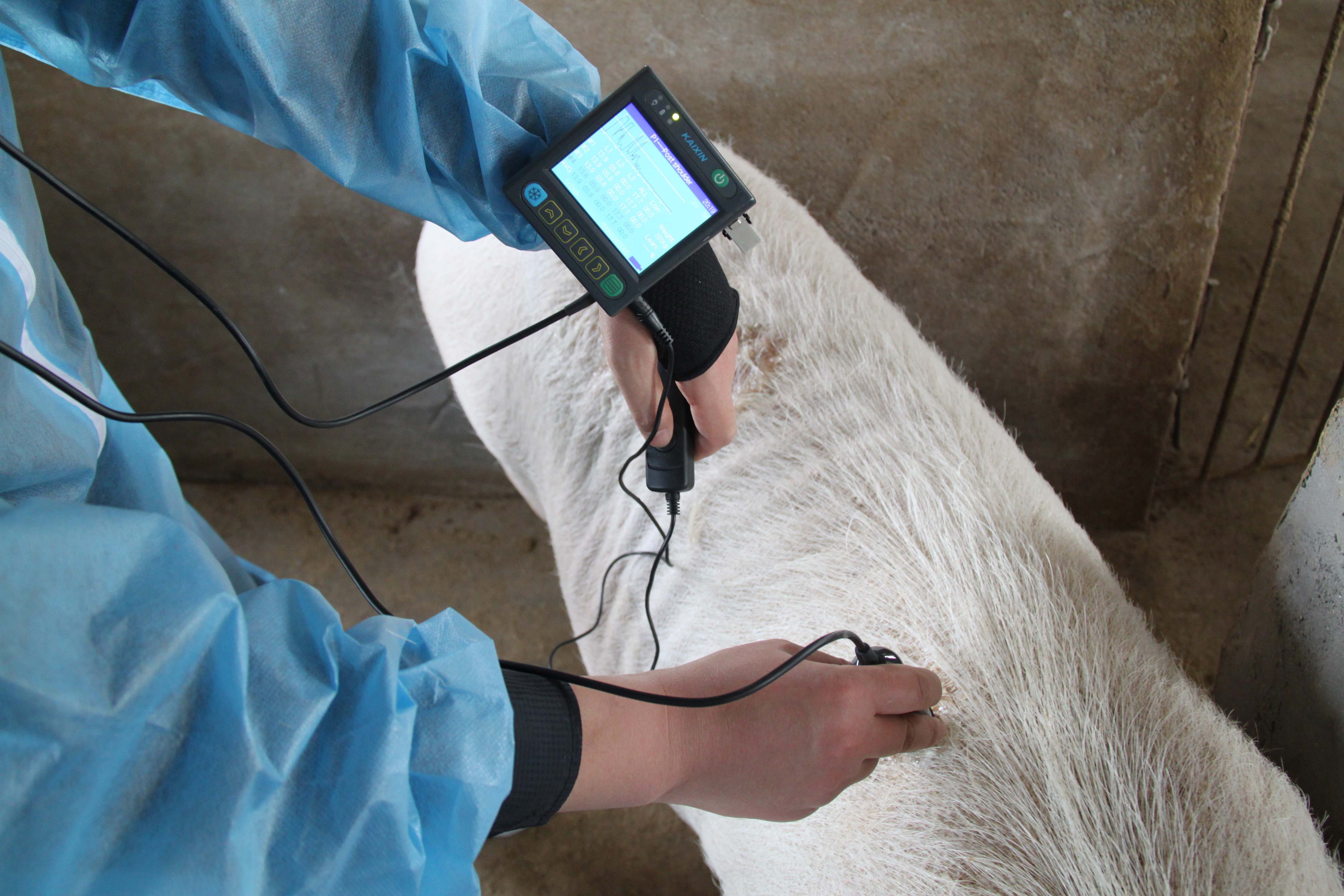 Ultrasound - Backfat MSU3 3,5 MHz. Agriculture and