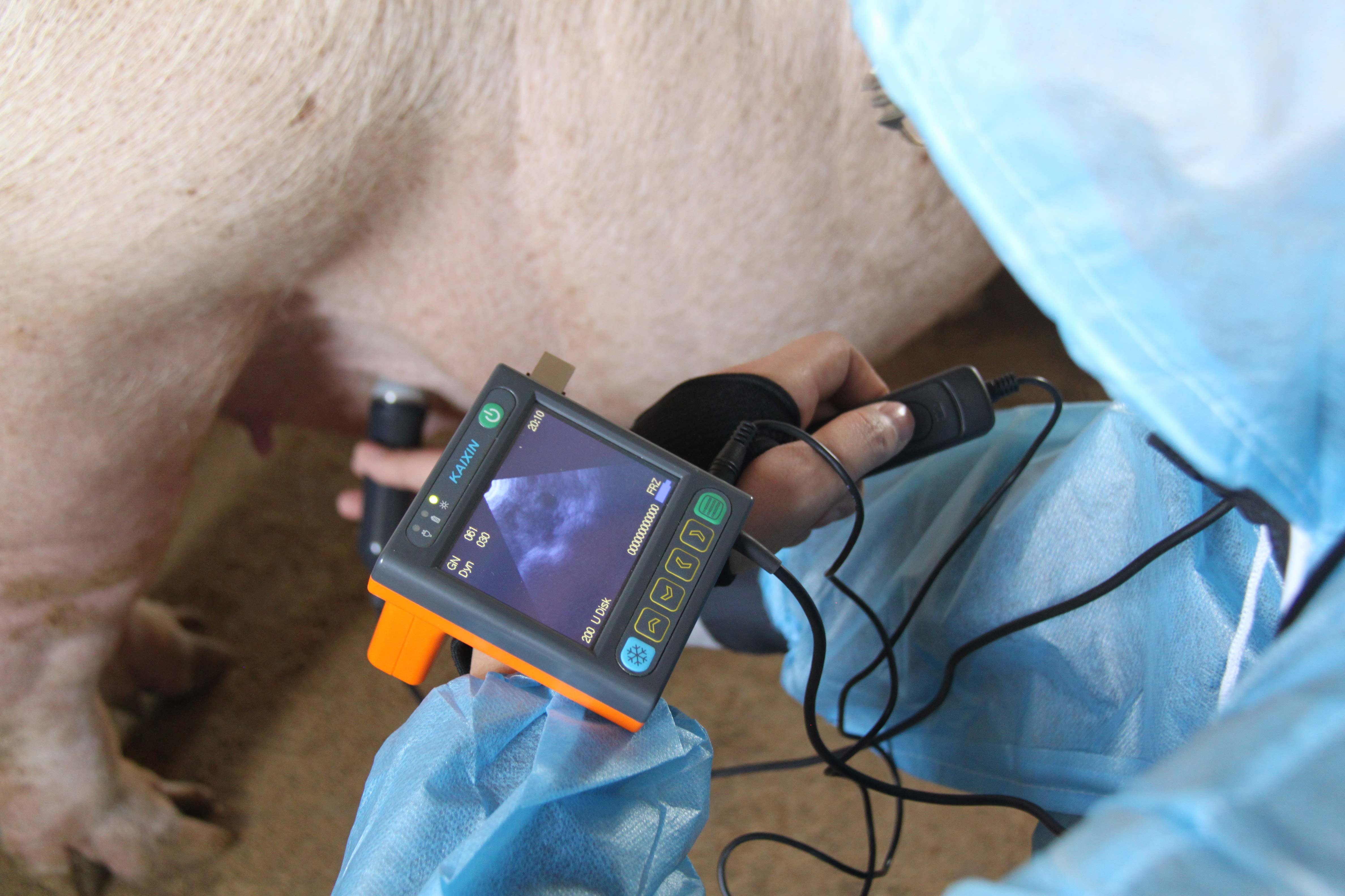 Ultrasound - Backfat MSU3 3,5 MHz. Agriculture and